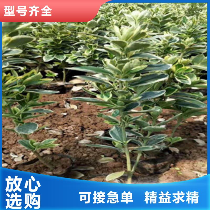 【宿根花卉耐寒耐旱草花基地畅销当地】