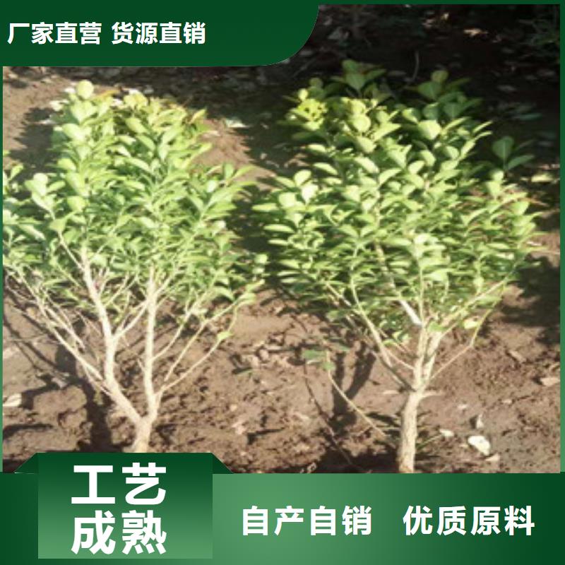 【宿根花卉時令花卉/綠化草花價格客戶信賴的廠家】
