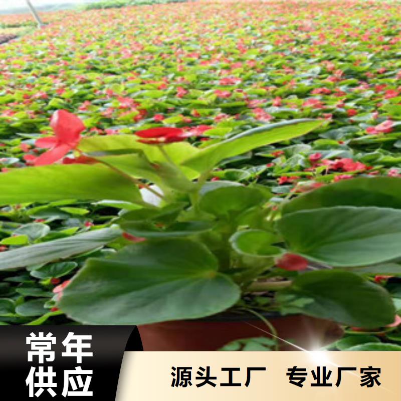 宿根花卉【五一国庆草花批发】产品性能