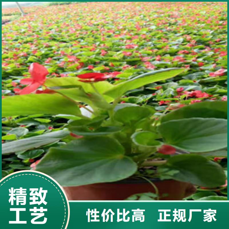 【宿根花卉】_五一国庆草花批发国标检测放心购买