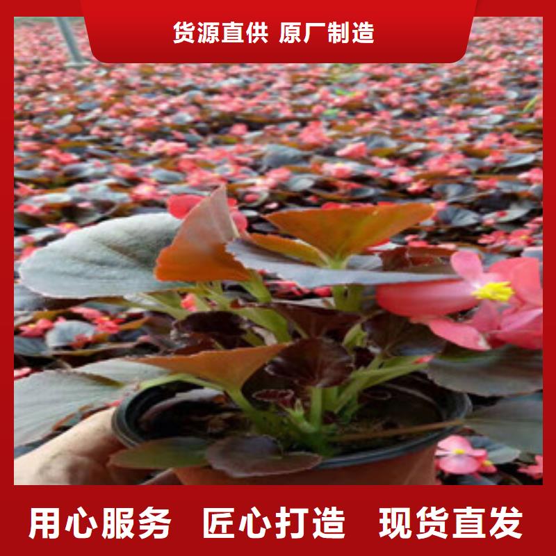 宿根花卉宿根花卉基地实力雄厚品质保障