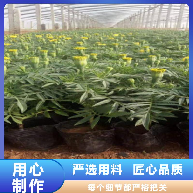 宿根花卉宿根花卉基地当日价格