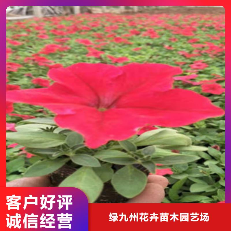 宿根花卉柳葉馬鞭草/薰衣草快捷物流