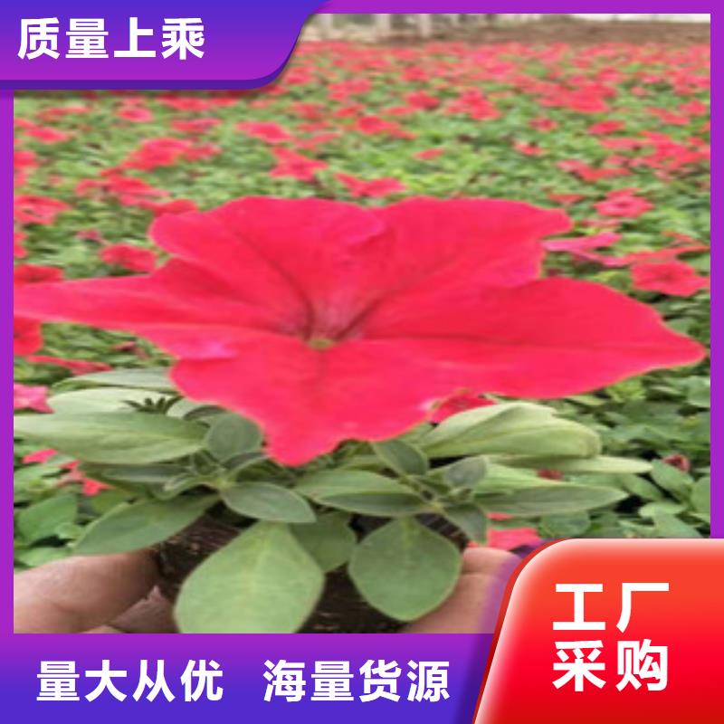 宿根花卉柳叶马鞭草/薰衣草现货充足
