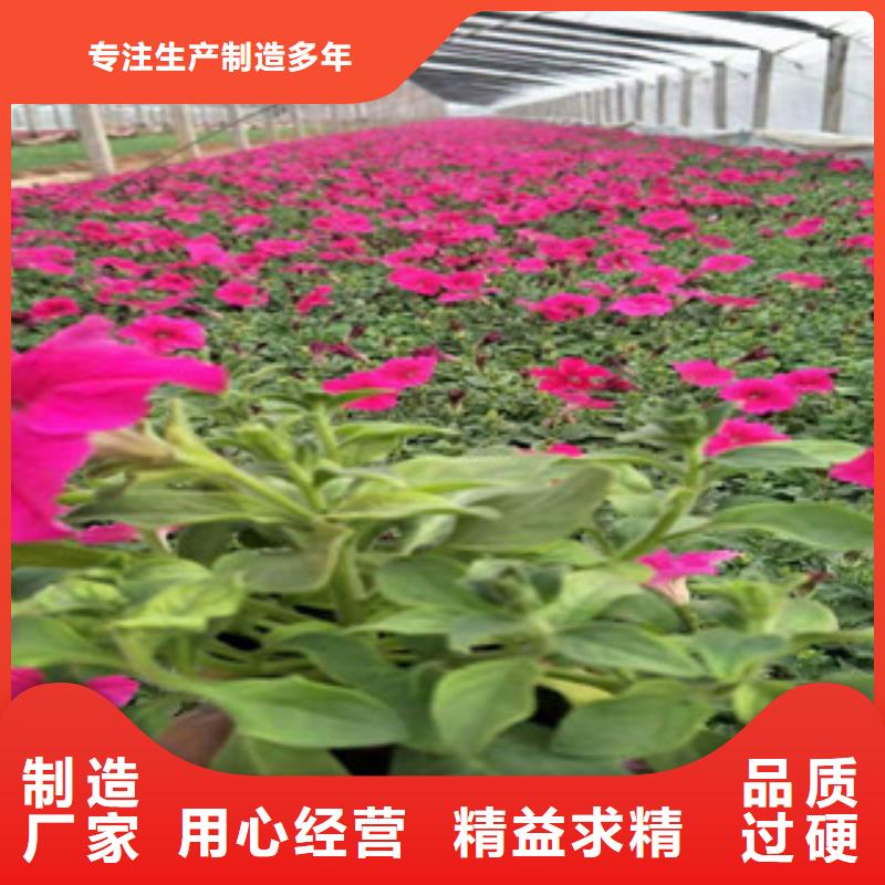 宿根花卉鲁冰花/粉黛乱子草畅销本地