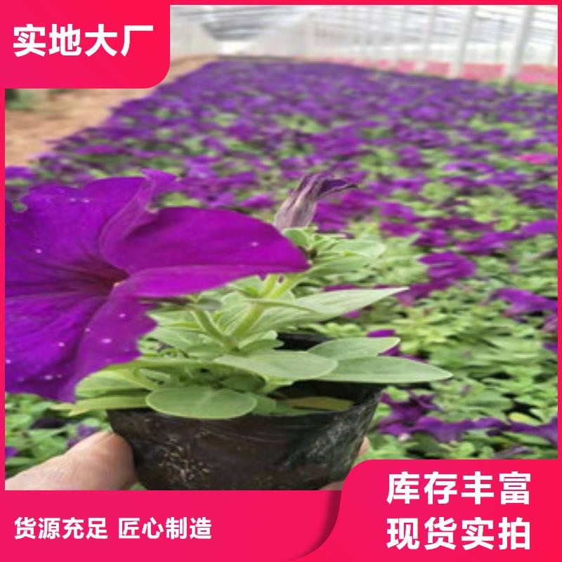 宿根花卉花海景观工程应用领域