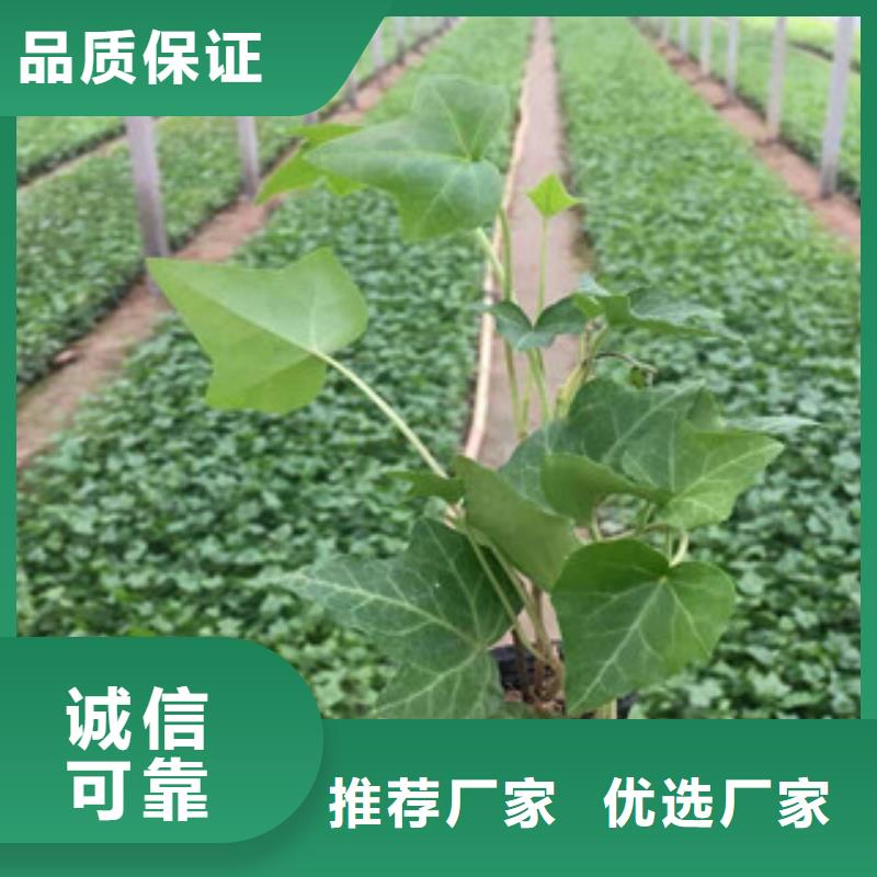 宿根花卉柳叶马鞭草/薰衣草现货充足