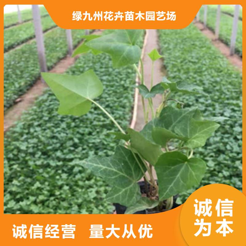 宿根花卉花海景观工程今日新品