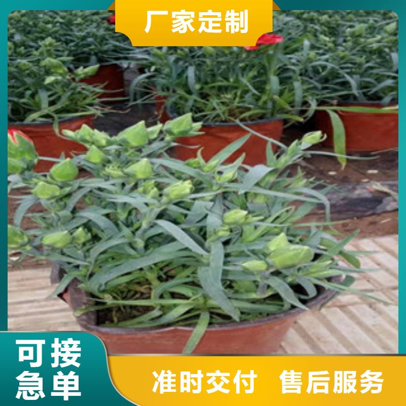 宿根花卉水生植物/荷花睡莲质量为本