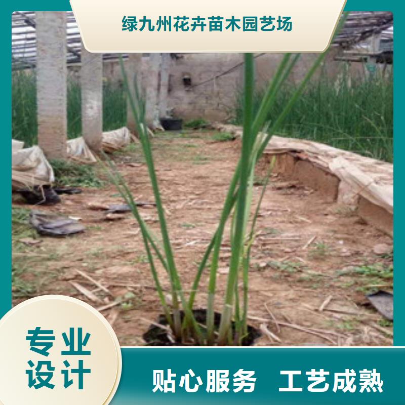 宿根花卉花海景观工程产地直供