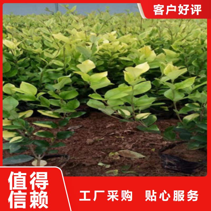 宿根花卉-水生植物/荷花睡莲工艺成熟
