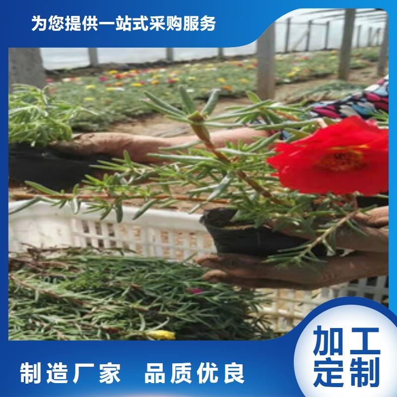 绿九州【宿根花卉】五一国庆草花批发生产型-企业旺旺
