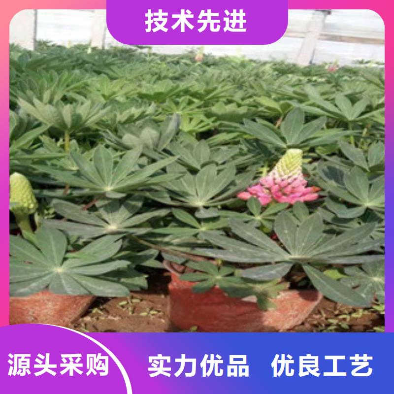 宿根花卉花海景观工程应用领域