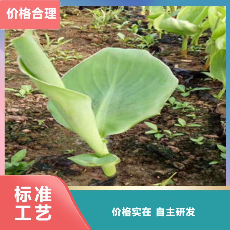 花海景觀宿根花卉基地一個起售