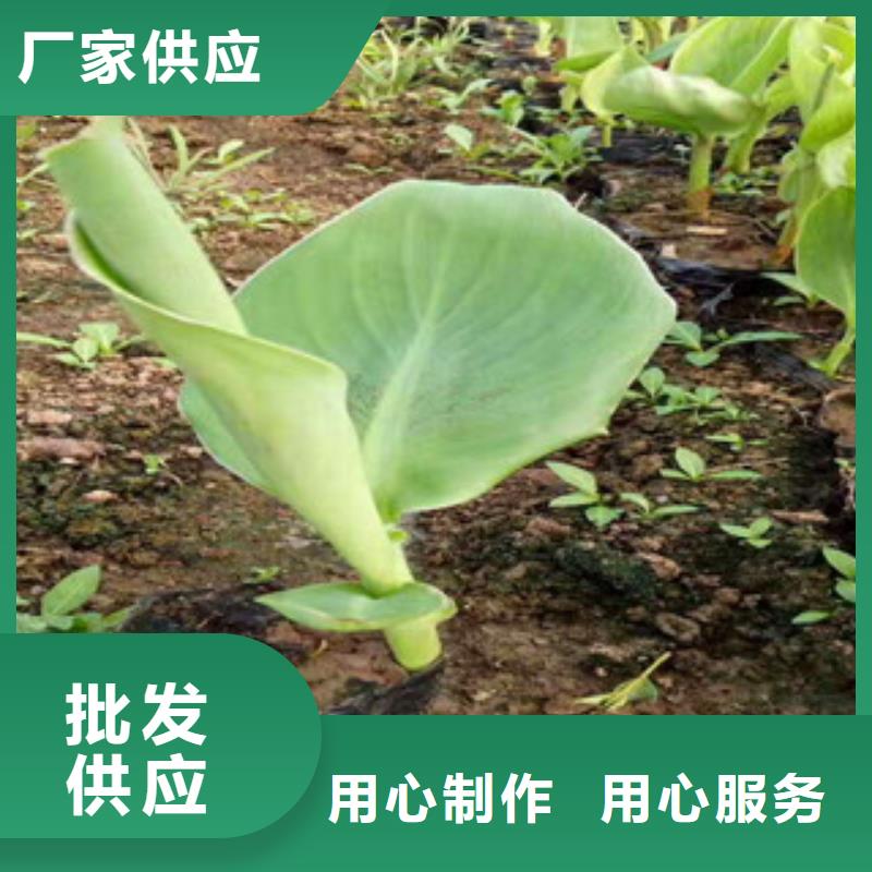 花海景觀宿根花卉基地精心打造