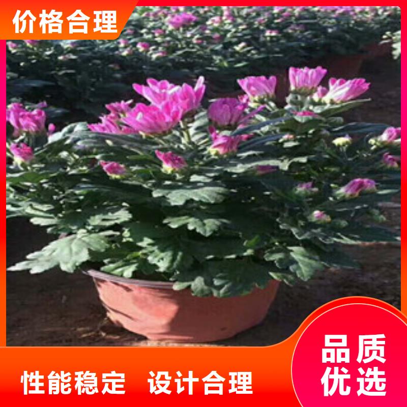 花海景观耐寒耐旱草花基地品质商家