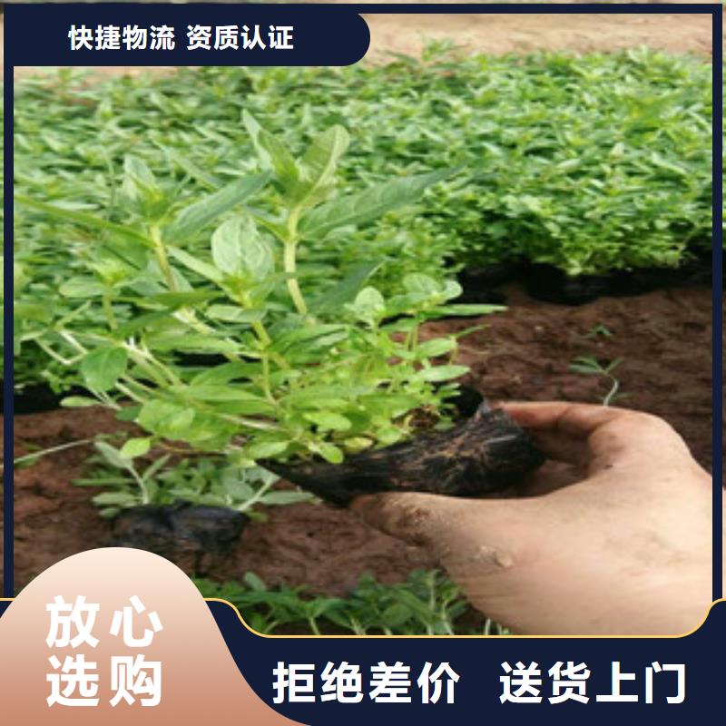 花海景观宿根花卉基地细节严格凸显品质