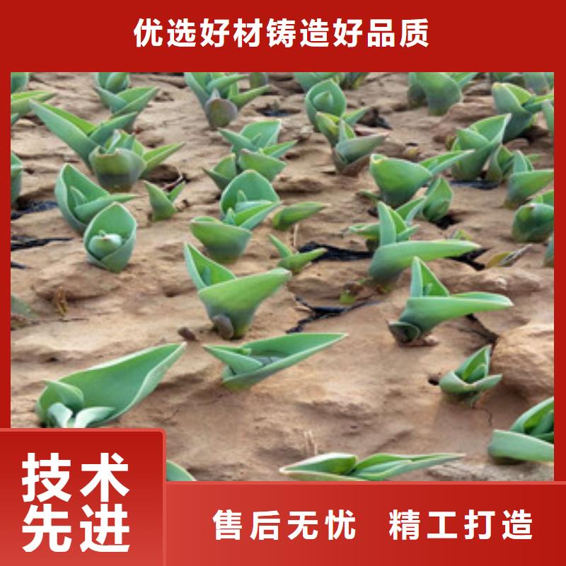 花海景观时令花卉/绿化草花价格真材实料加工定制