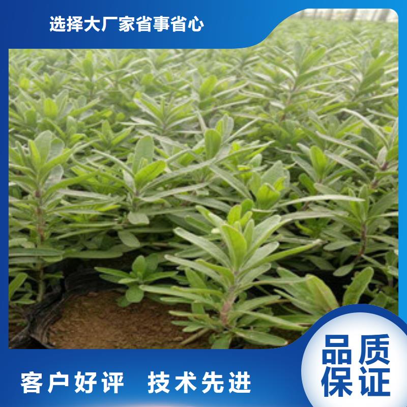 花海景观_宿根花卉基地用好材做好产品