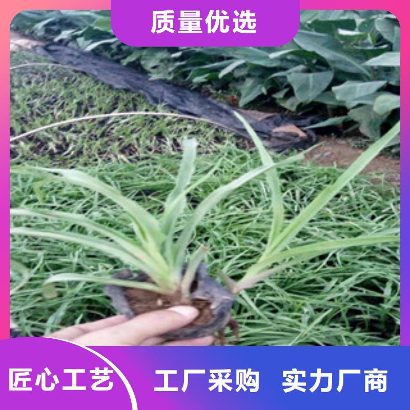 花海景观_宿根花卉基地一站式采购商