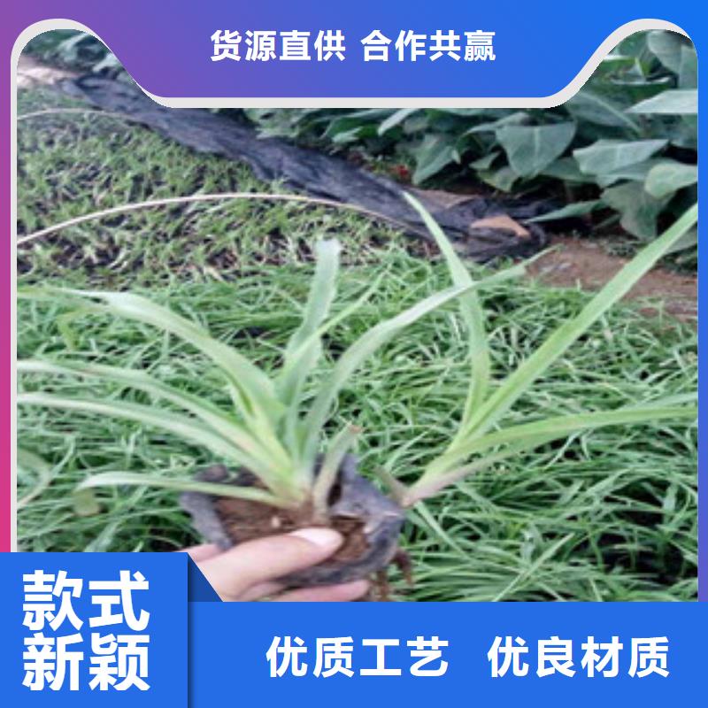 花海景观柳叶马鞭草/薰衣草做工精细