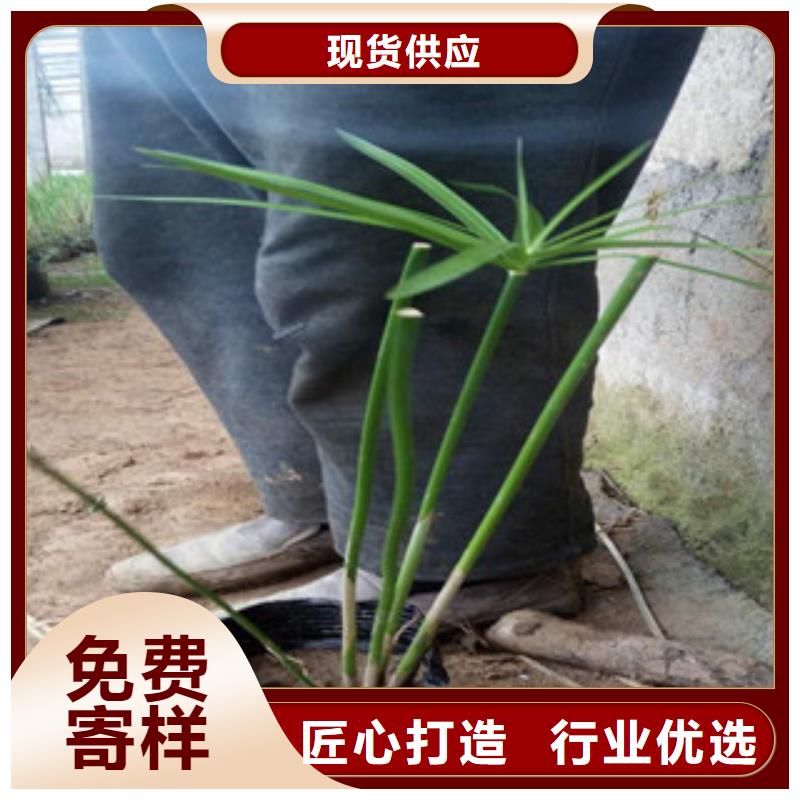 花海景观_宿根花卉基地用好材做好产品