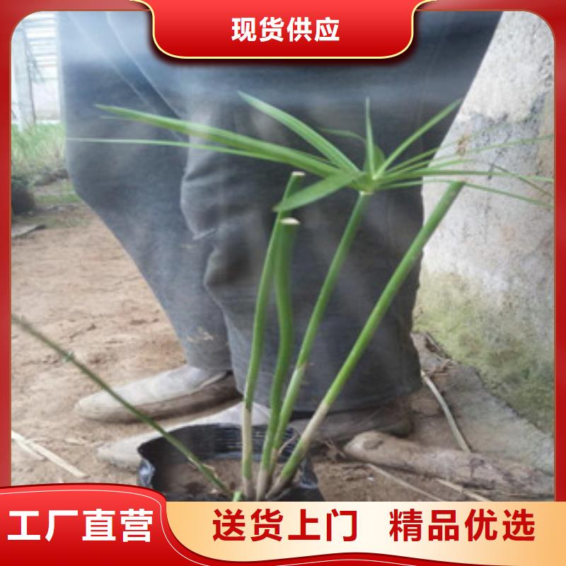 【 花海景观_五一国庆草花批发品质优选】|五一国庆草花批发-绿九州花卉苗木园艺场(衡阳市分公司)