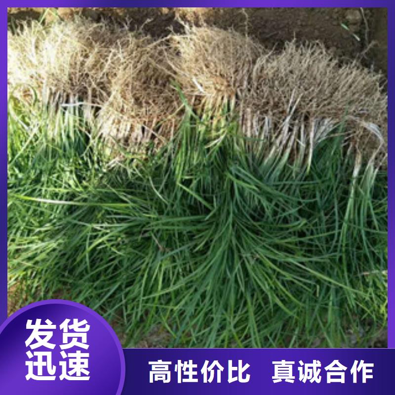 花海景观柳叶马鞭草/薰衣草做工精细