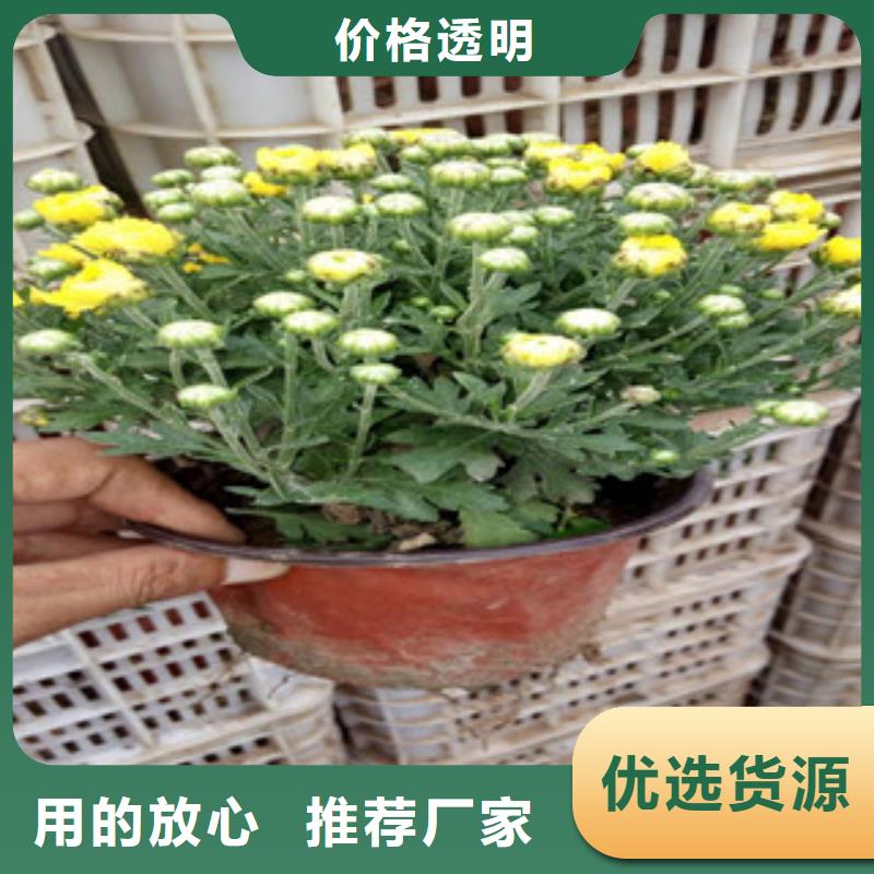 花海景觀柳葉馬鞭草/薰衣草供應商