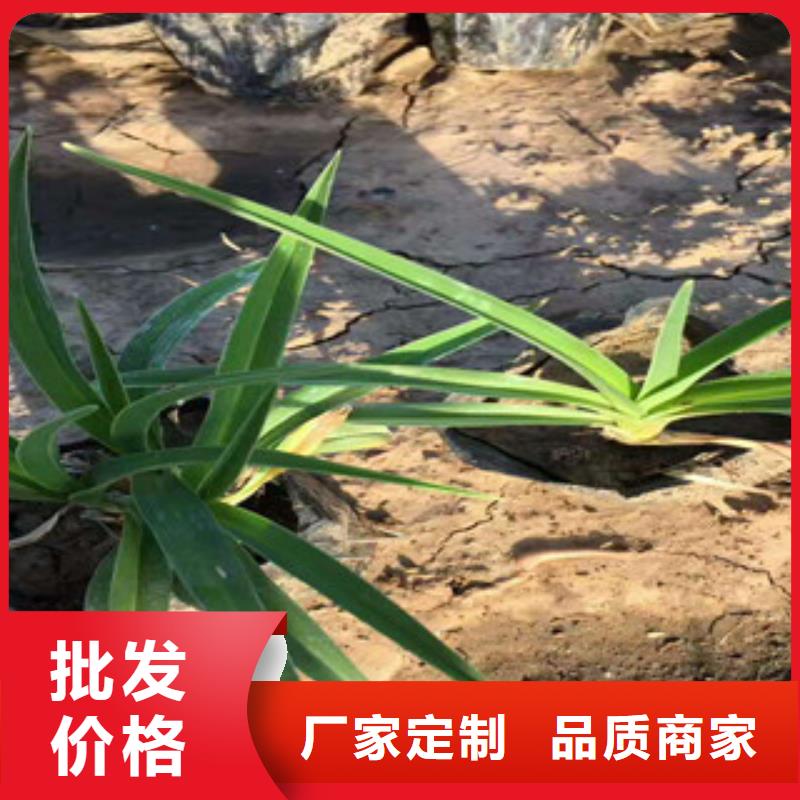 花海景观时令花卉/绿化草花价格真材实料加工定制