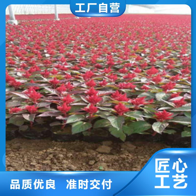 花海景观观赏草/蒲苇狼尾草诚信厂家