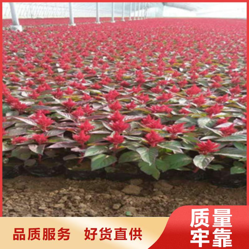花海景观宿根花卉基地真材实料