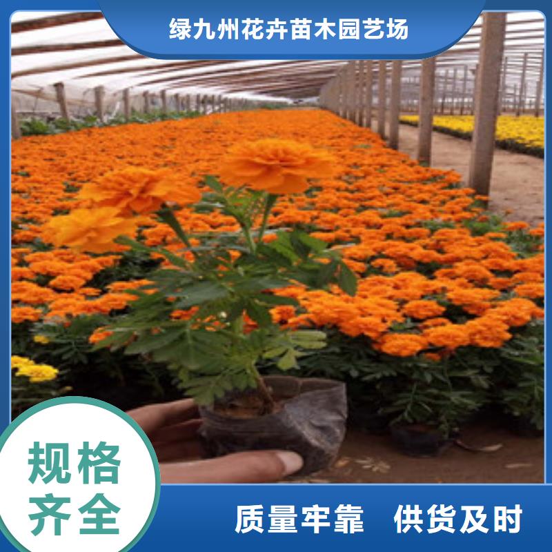 花海景观花海景观工程厂家自营