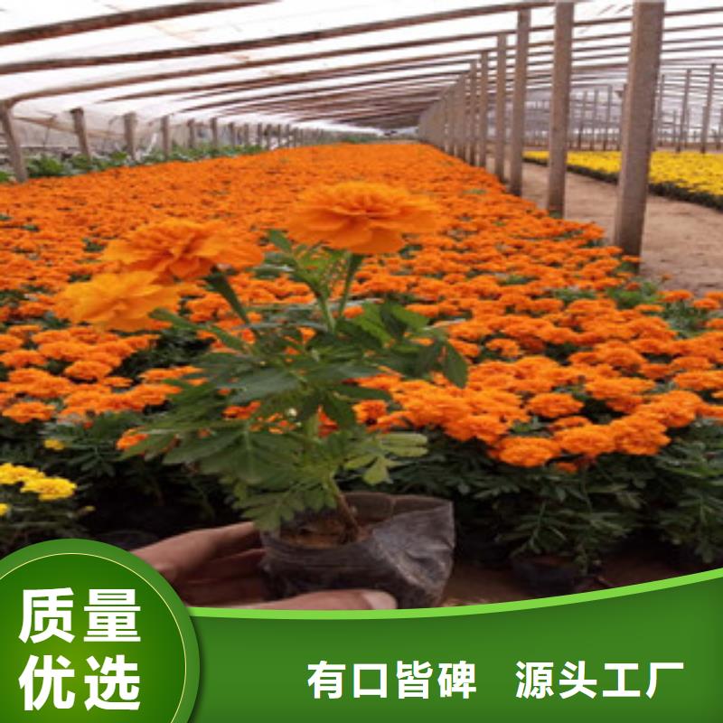 【花海景观】鲁冰花/粉黛乱子草来图定制