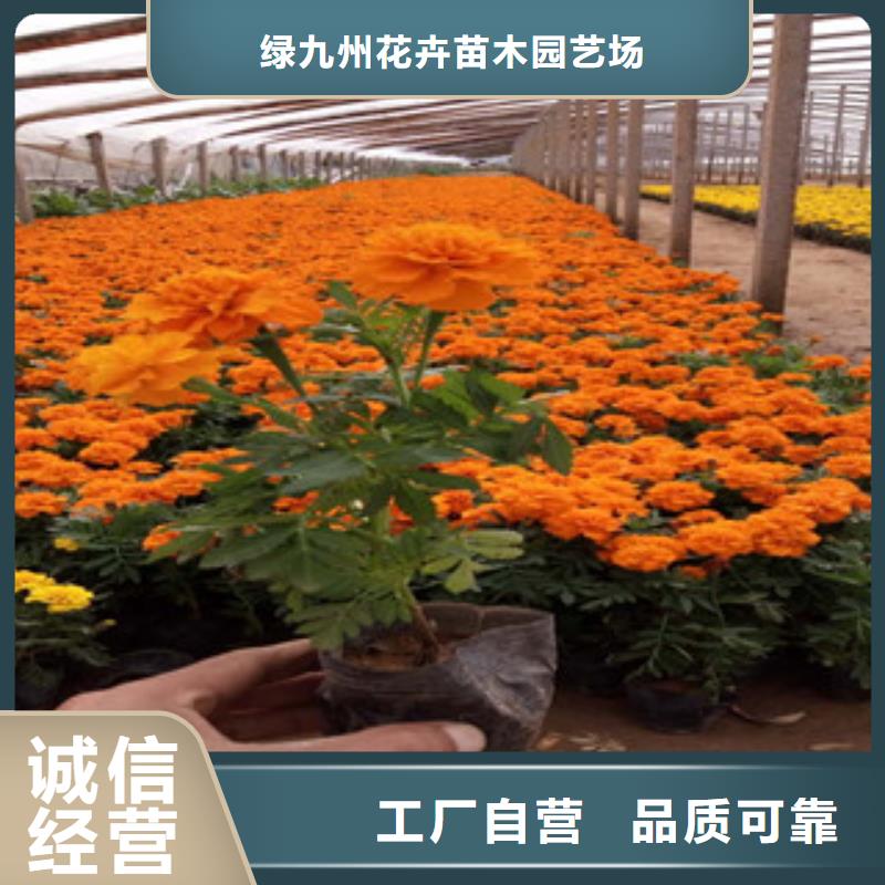 花海景观时令花卉/绿化草花价格闪电发货