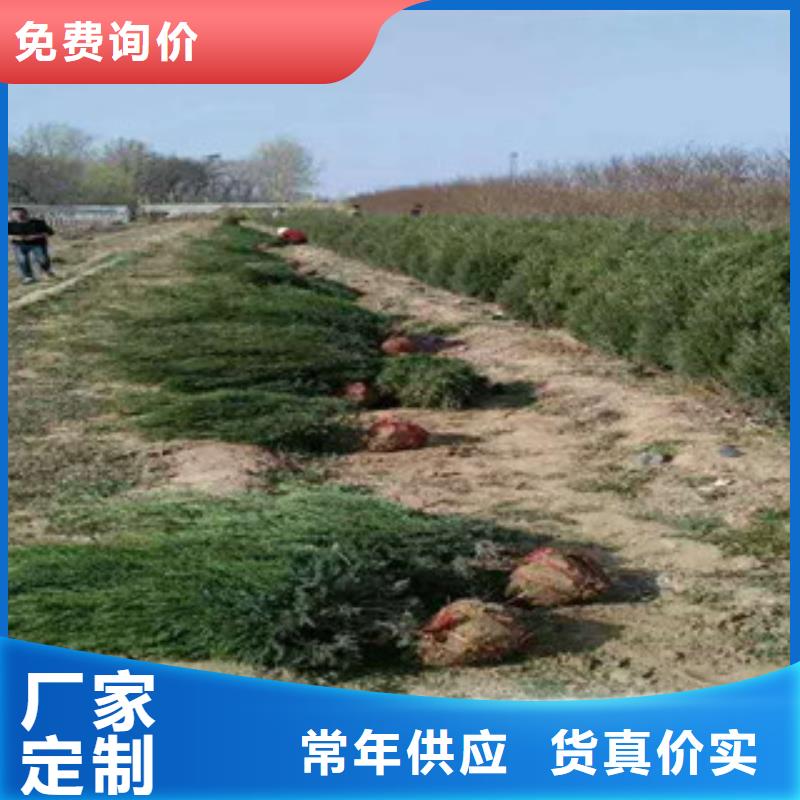 峨眉山|夹江|攀枝花|内江|阿坝|广元|眉山|甘孜|广安花海景观 【花海景观工程】专业完善售后品牌