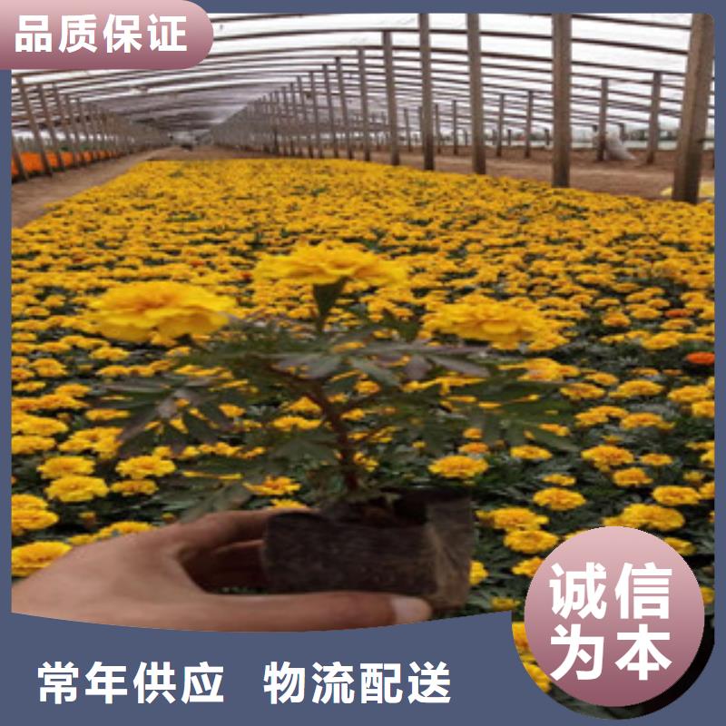 花海景观水生植物/荷花睡莲按需定做