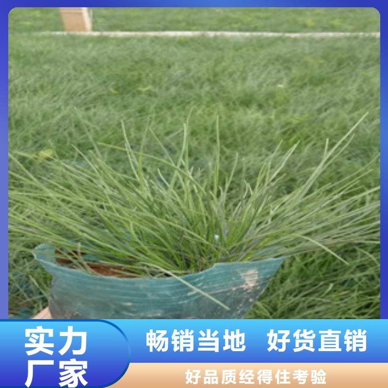 花海景觀耐寒耐旱草花基地現貨供應