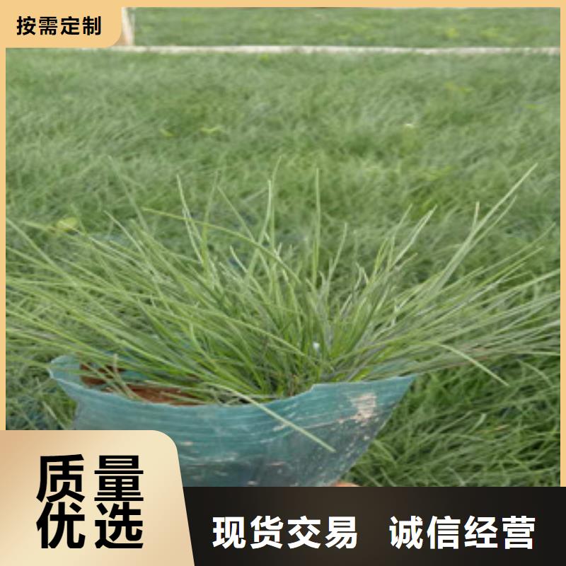 花海景觀柳葉馬鞭草/薰衣草供應商