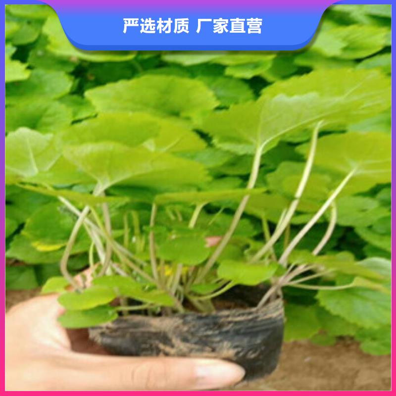 花海景观花海景观工程海量货源