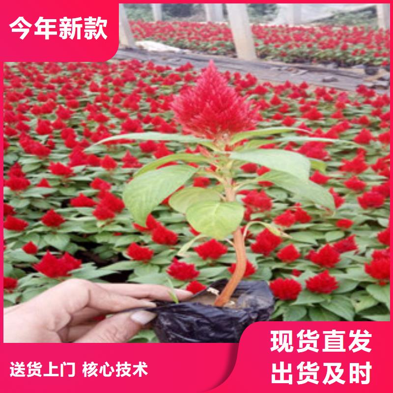 【 花海景观_五一国庆草花批发品质优选】|五一国庆草花批发-绿九州花卉苗木园艺场(衡阳市分公司)