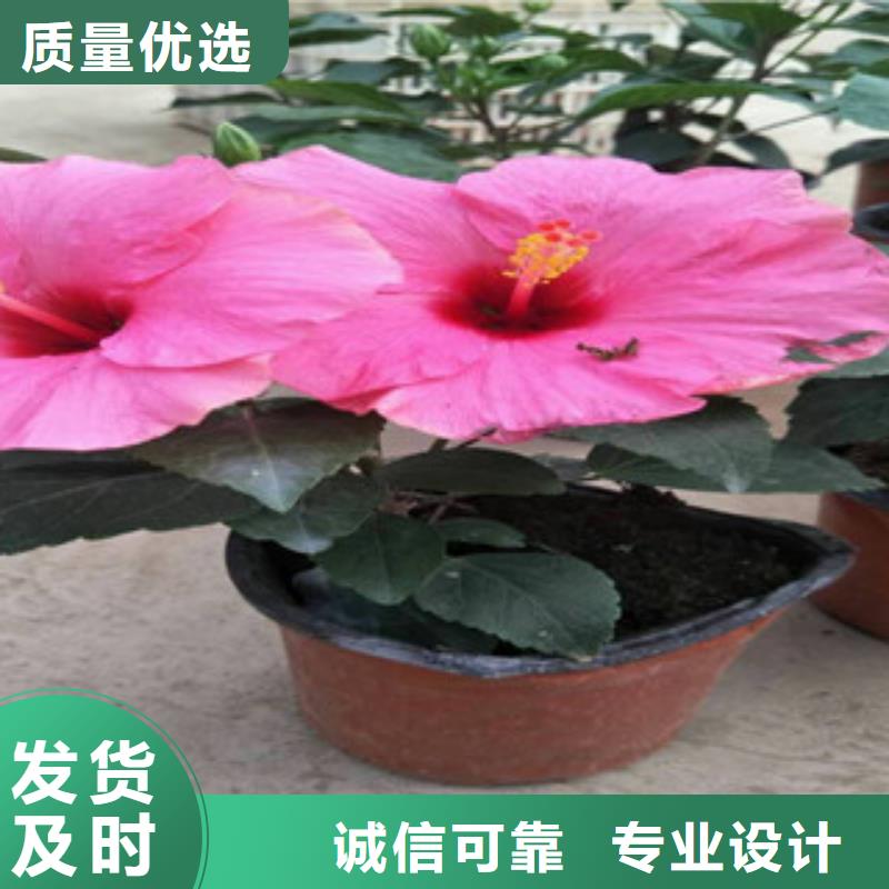 【 花海景观_五一国庆草花批发品质优选】|五一国庆草花批发-绿九州花卉苗木园艺场(衡阳市分公司)