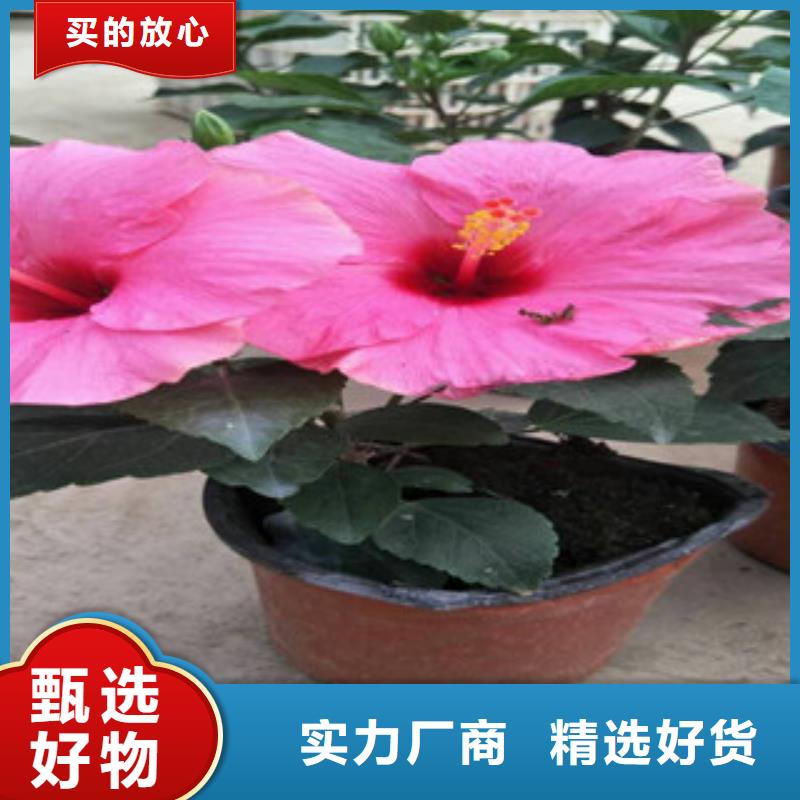 花海景观时令花卉/绿化草花价格真材实料加工定制