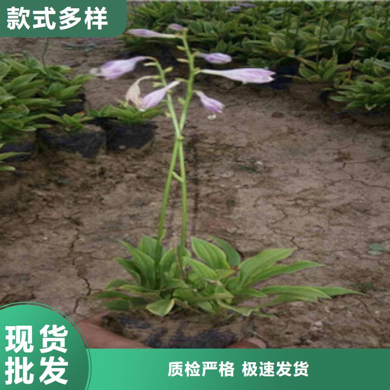 【 花海景观_五一国庆草花批发品质优选】|五一国庆草花批发-绿九州花卉苗木园艺场(衡阳市分公司)