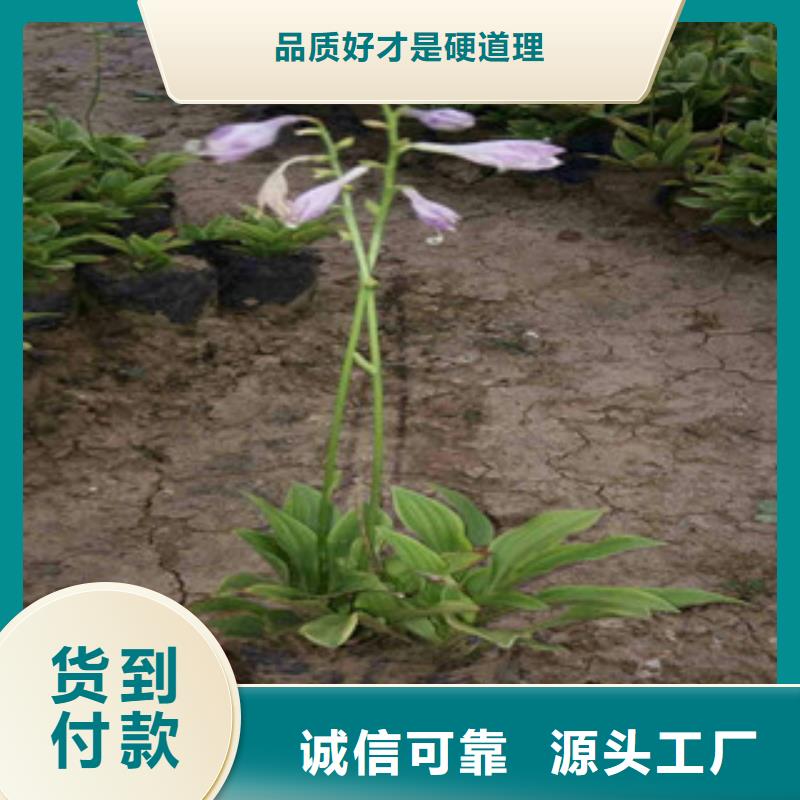 花海景观-耐寒耐旱草花基地联系厂家