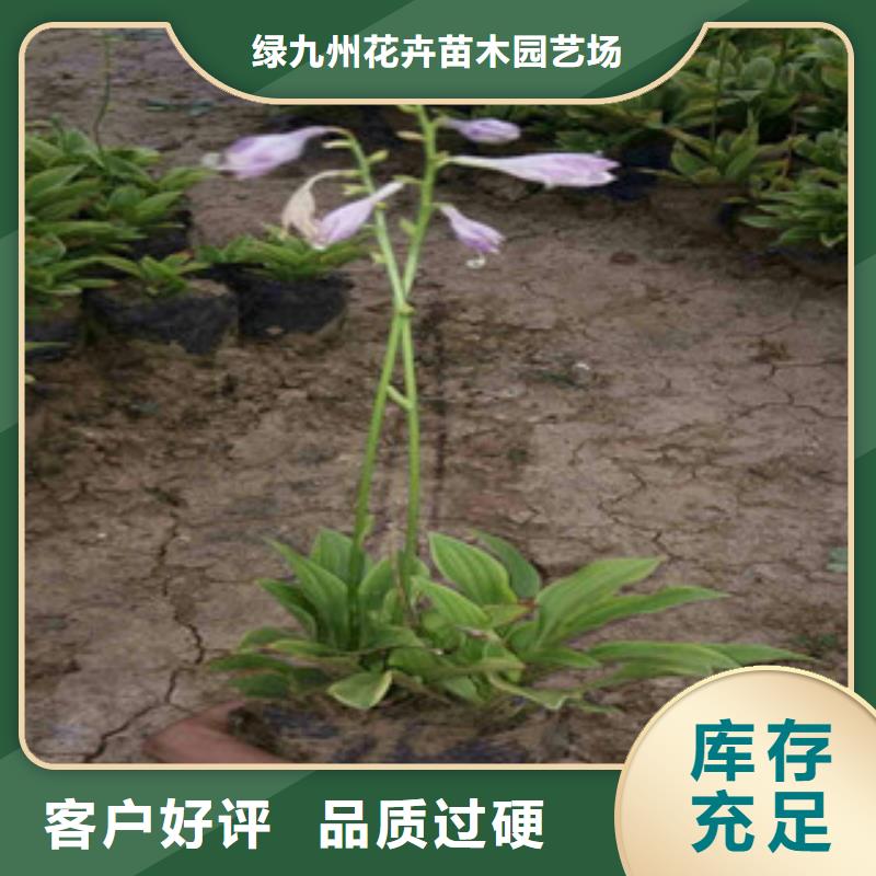 花海景觀宿根花卉基地N年專注