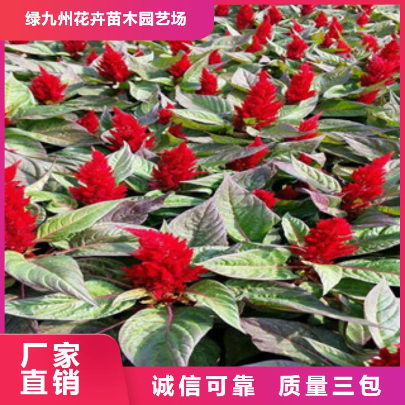 花海景觀宿根花卉基地一個起售