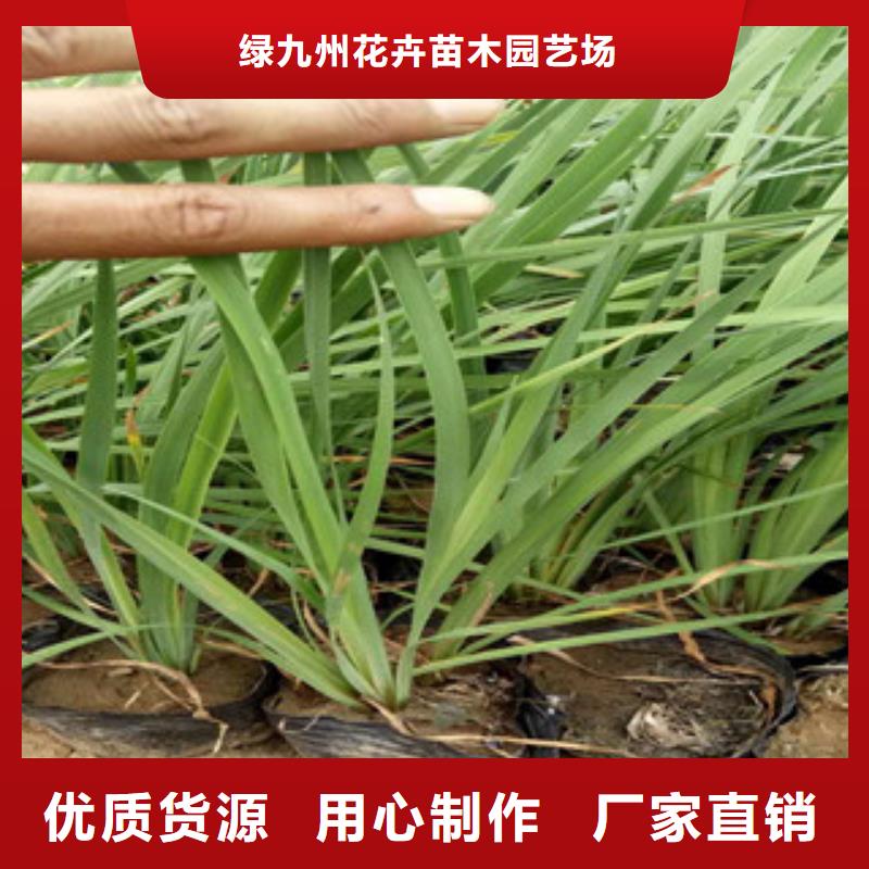 (北京)同城绿九州花海景观-耐寒耐旱草花基地符合行业标准