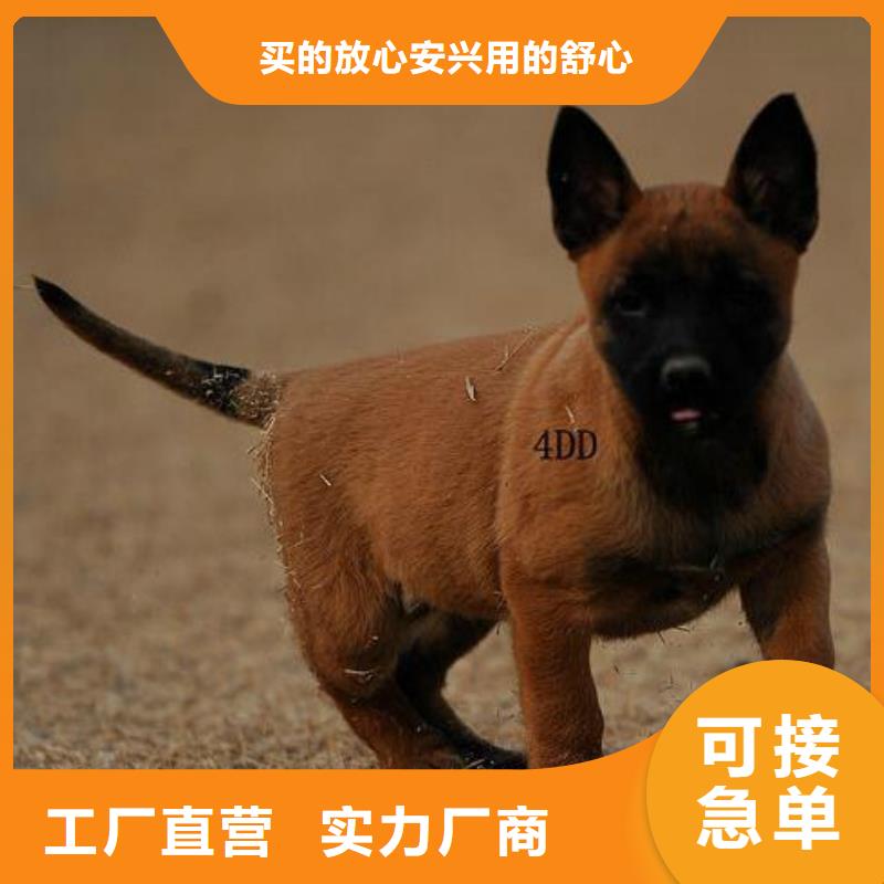 杜高犬视频-杜高犬-河北省石家庄市(周边)生产厂家-元氏|井陉|秦皇岛|沧州|邯郸|邢台|衡水|承德