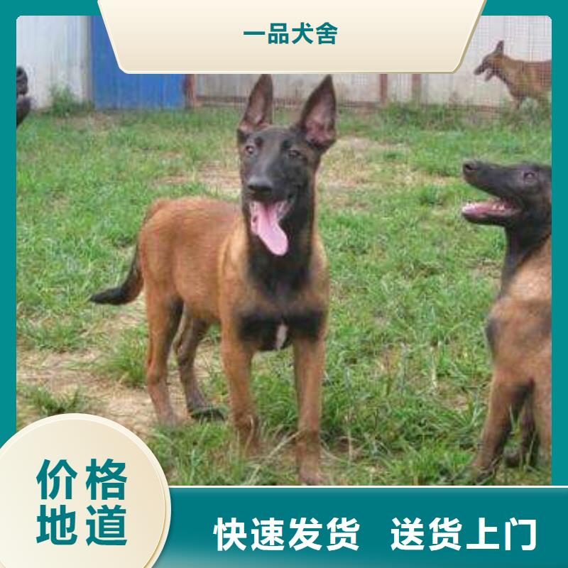 生产厂家【马犬】 卡斯罗犬厂家规格全